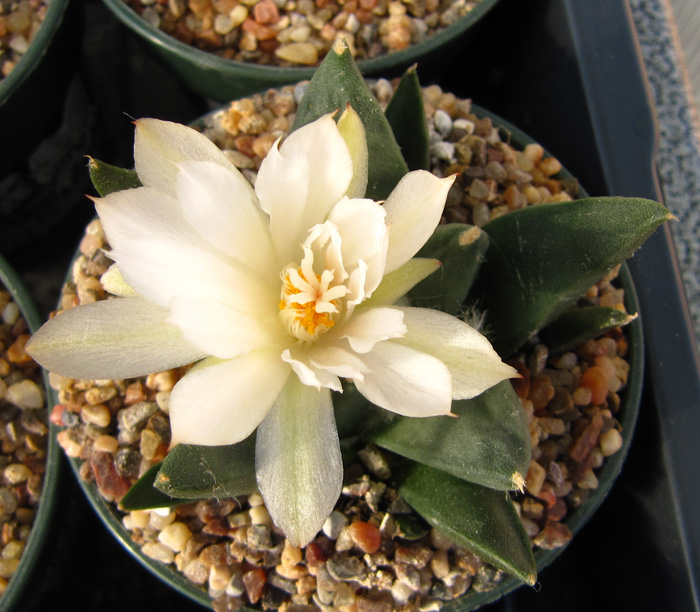 Ariocarpus scapharostrus seedling in flower